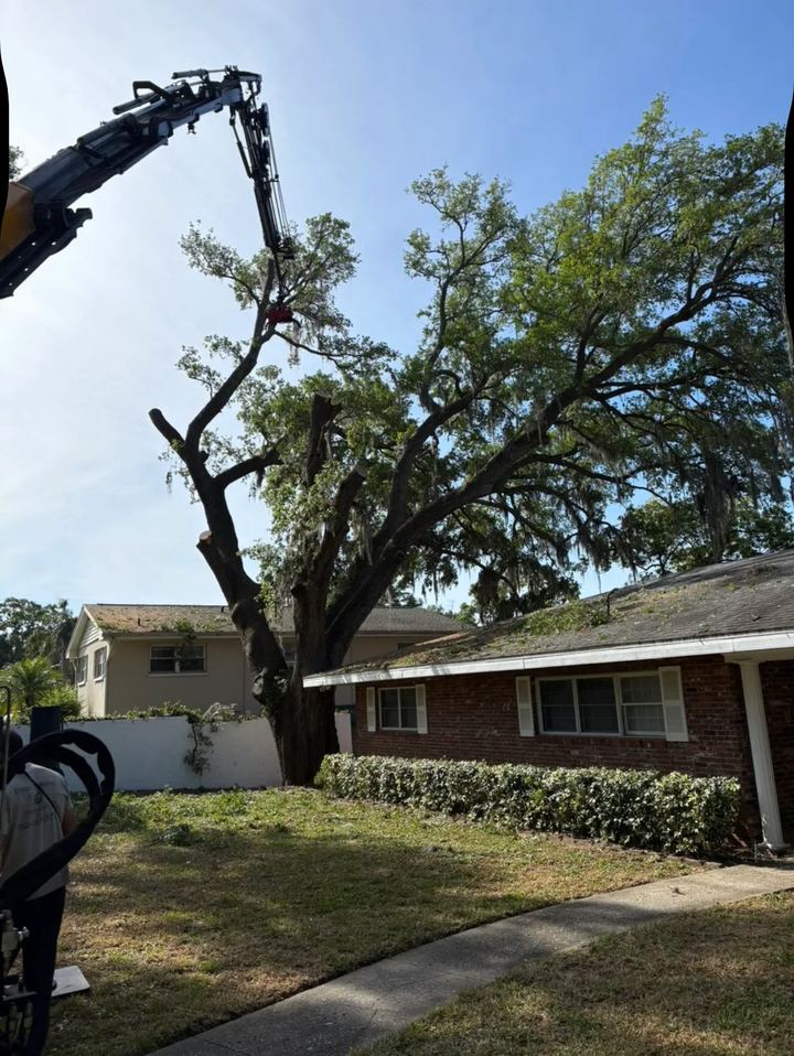 Knuckle-boom crane lifting a cut limb out of a large oak in a front yard
