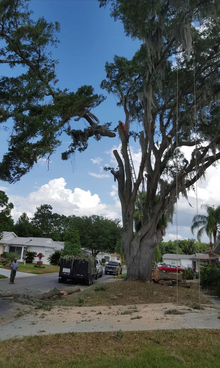 Large oak with Spanish moss being taken down beside a neighborhood street, crew truck parked nearby