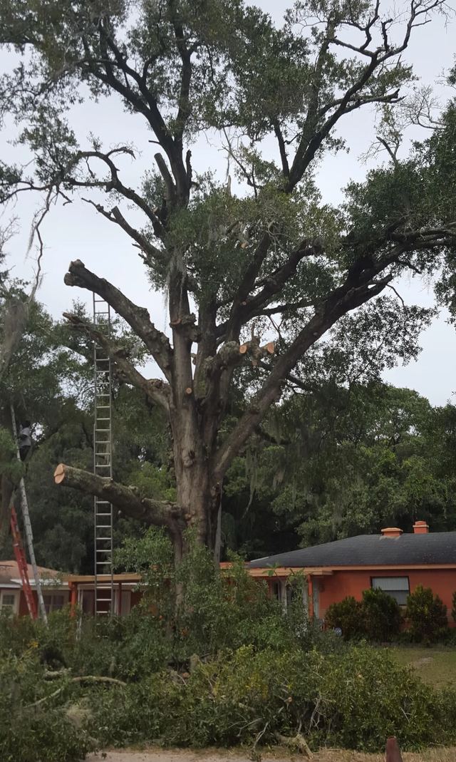 Large oak with heavy limbs cut back, a ladder against the trunk and brush piled below