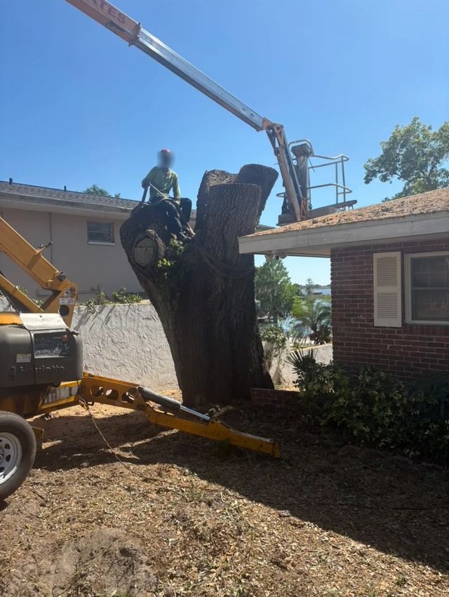 Crew member on top of a large oak trunk being cut down in sections, with a lift beside the house