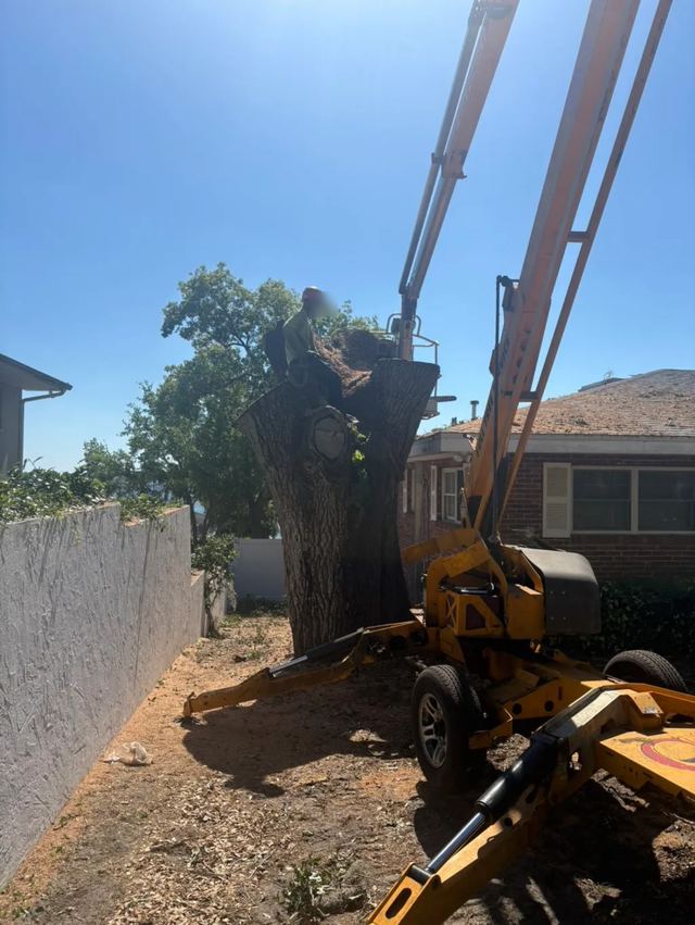 Towable lift in a narrow side yard next to a large trunk being cut down