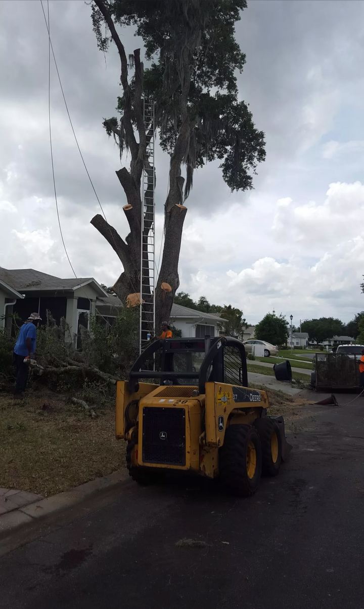 Skid steer in the street while the crew takes down a tall tree in sections