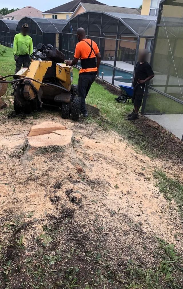 Three crew members and a stump grinder beside a fresh stump, next to a screened pool enclosure
