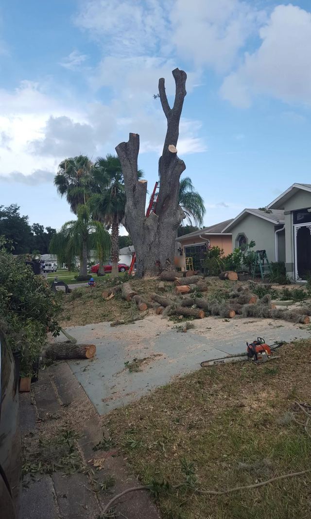 Tall tree cut down to its main trunk, with cut logs spread across the yard and driveway