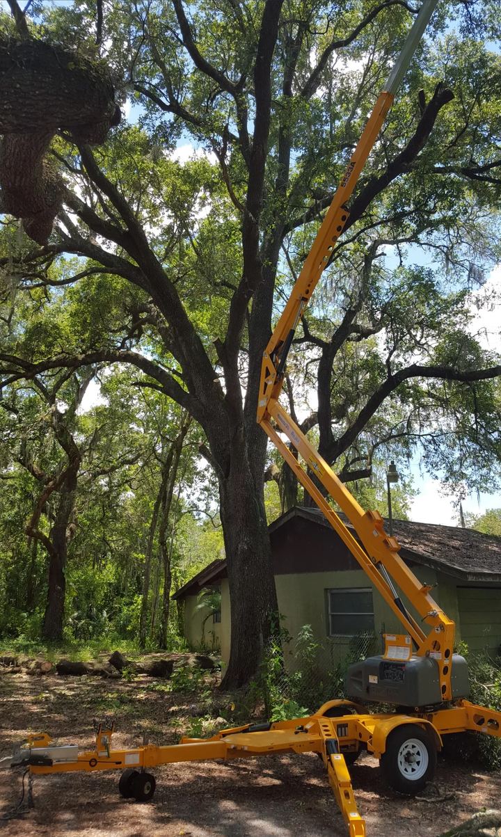 Yellow towable lift raised into the canopy of a large oak beside a house