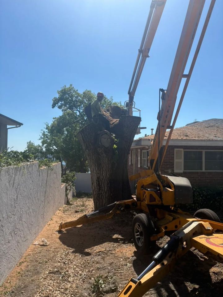 Towable lift set up in a narrow side yard next to a large trunk